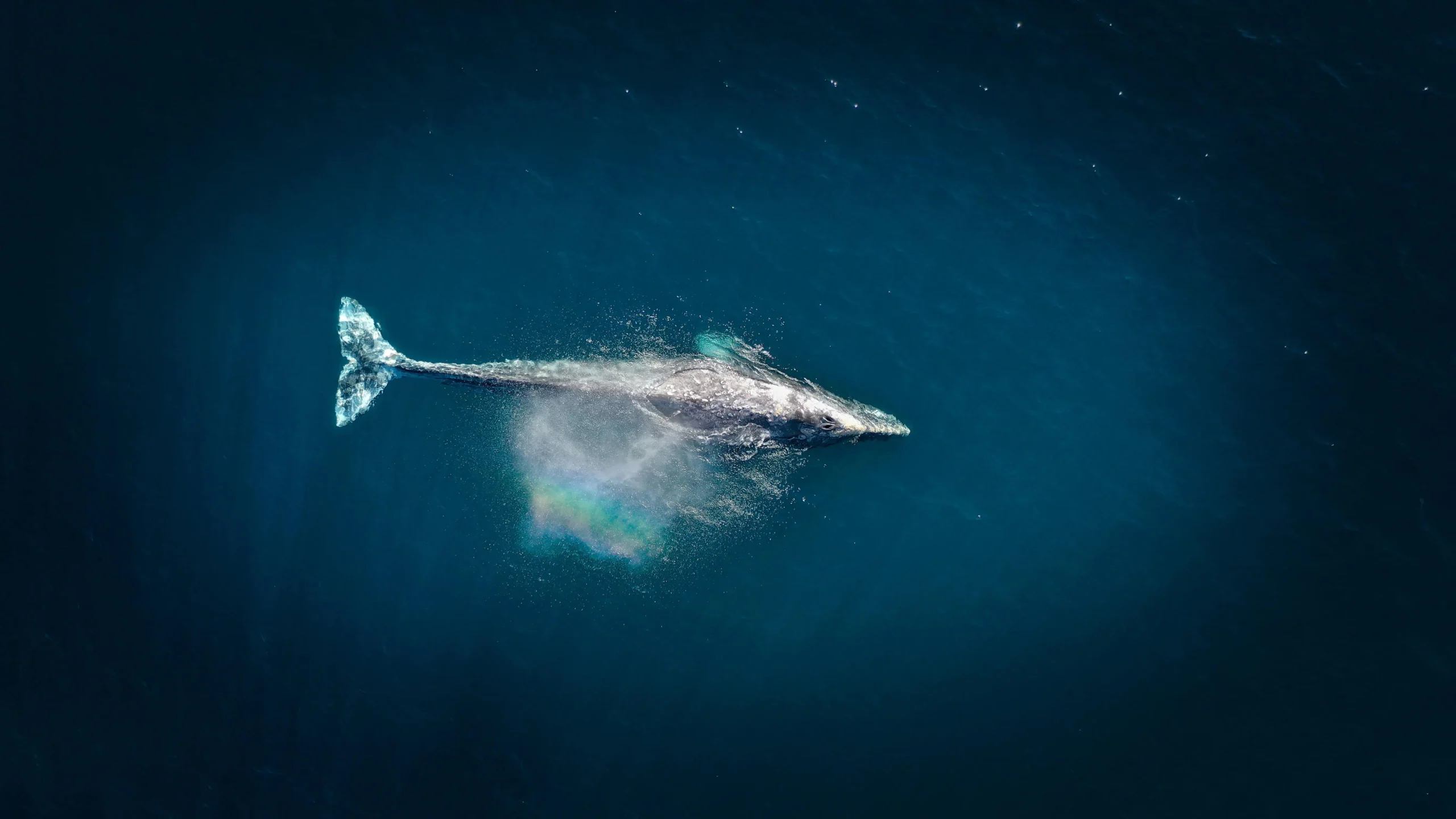 Ballena del blog de cetus