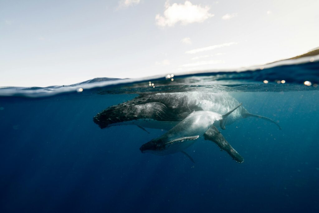 A stunning underwater photograph of a humpback whale and calf off the coast of Tonga.