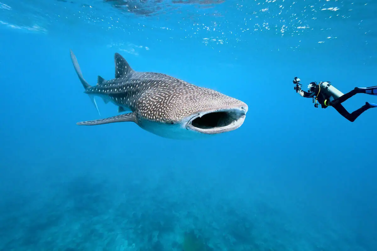 Yucatan